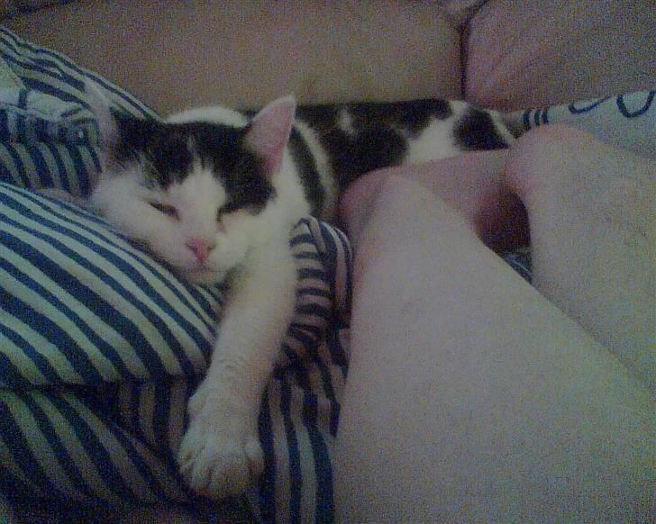 Huskat tulle billede 1