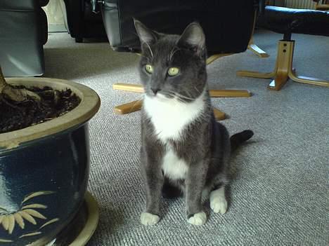 Huskat Simba - ´hov, hvad er dog det udenfor vinduet? Det må jeg ud og fange!´ billede 8