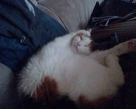 Huskat put billede 1