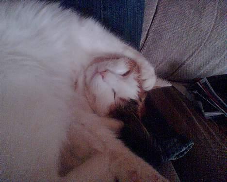 Huskat put billede 2