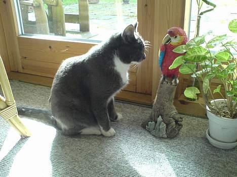 Huskat Simba - ´goddag hr. papegøje, hvordan går det så idag?´ (: billede 9