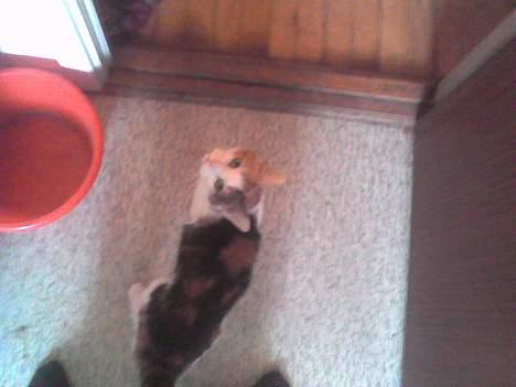 Huskat put billede 3