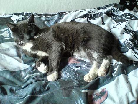 Huskat Simba - Simba tager sig en lur på mit Tokio Hotel sengetøj (: .. han elsker at sove på Bill. billede 10