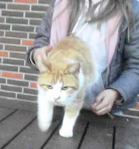 Blanding af racer Mille billede 4