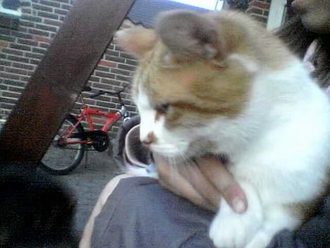 Blanding af racer Mille billede 6