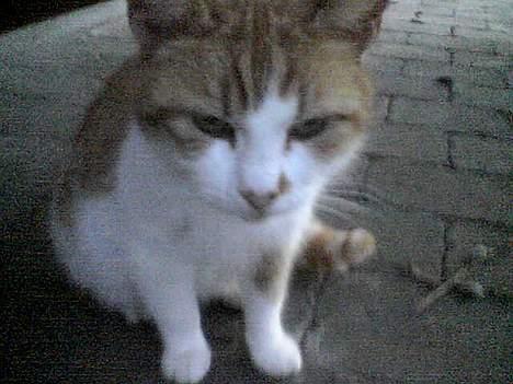 Blanding af racer Mille billede 8