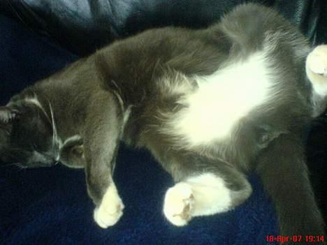 Huskat Simba - ´aaaaarh, klø mig på maven!´ Simba flader ud. 18/4-07 billede 11