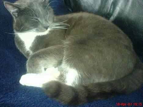 Huskat Simba - Simba tager sig en dejlig lille lur, efter at han har været godt igang med at knurre af 3 vildkatte udenfor. Deriblandt hans mor..? (: .. 18/4-07 billede 12