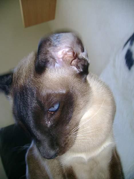 Siameser Molly - Molly <3 billede 5