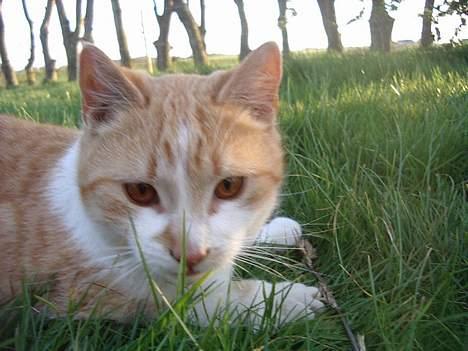 Blanding af racer Kim billede 1