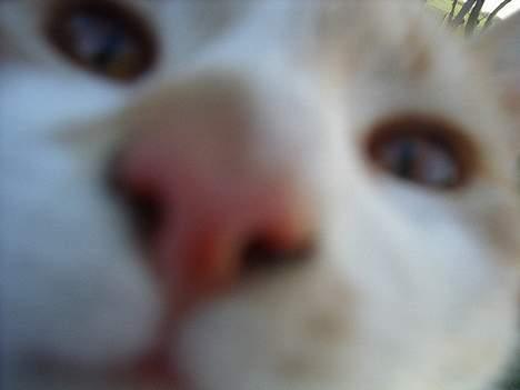 Blanding af racer Kim billede 2