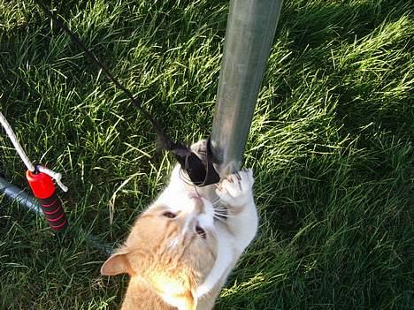 Blanding af racer Kim billede 3