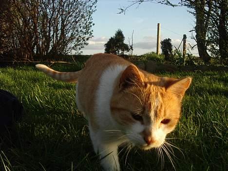 Blanding af racer Kim billede 4