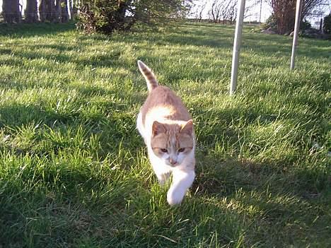 Blanding af racer Kim billede 5