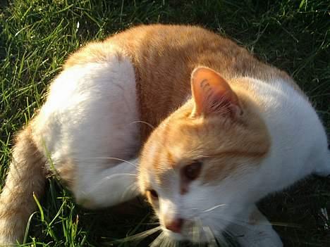 Blanding af racer Kim billede 6