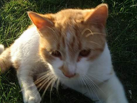 Blanding af racer Kim billede 7