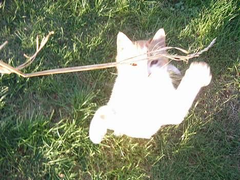 Blanding af racer Kim billede 8