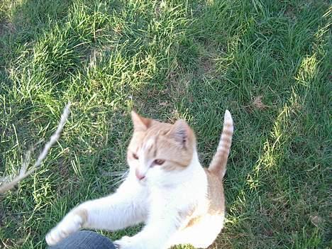 Blanding af racer Kim billede 9