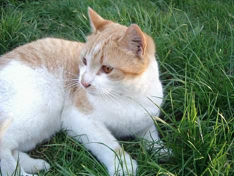 Blanding af racer Kim billede 10