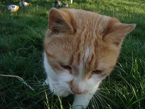 Blanding af racer Kim billede 11