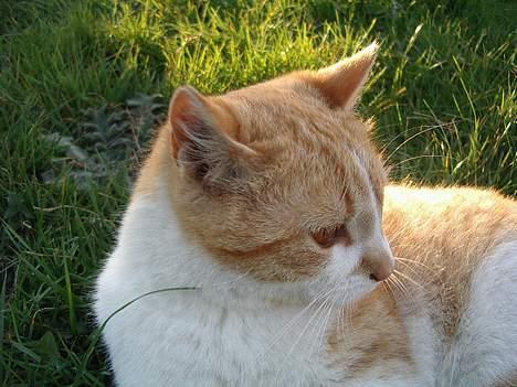 Blanding af racer Kim billede 12