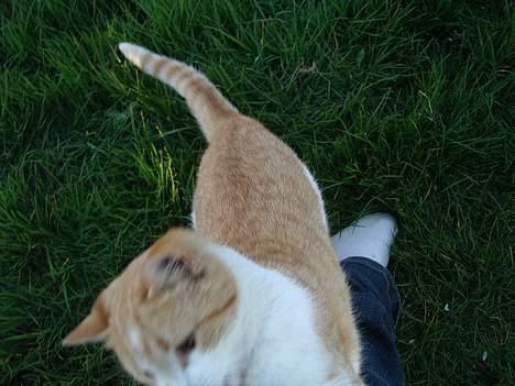 Blanding af racer Kim billede 13