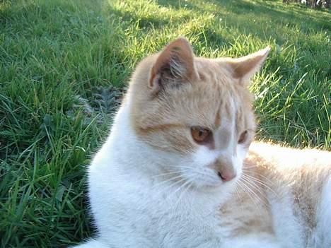 Blanding af racer Kim billede 14