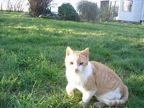 Blanding af racer Kim billede 15