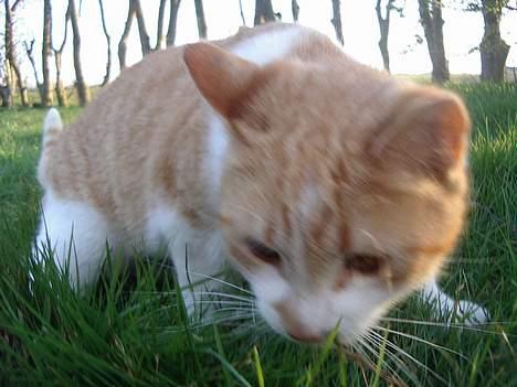 Blanding af racer Kim billede 16