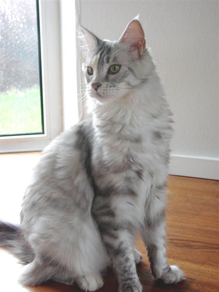 Maine Coon DK Brogrens´s Zion - Zion februar 2008 billede 17