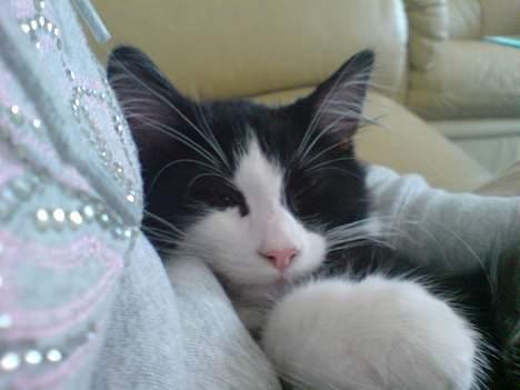 Norsk Skovkat DK Dansbjergs Gastor billede 8