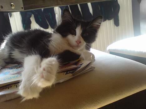 Norsk Skovkat DK Dansbjergs Gastor billede 9