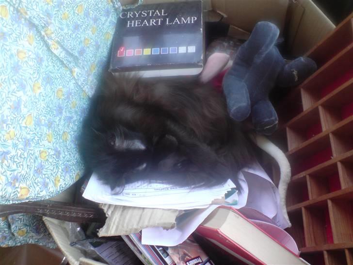 Blanding af racer Pjuske - trorede ikke at de kunne finde mig her. billede 9