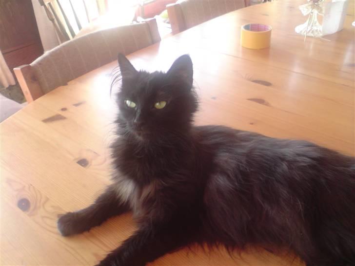 Blanding af racer Pjuske - ligger og nyder solen billede 10