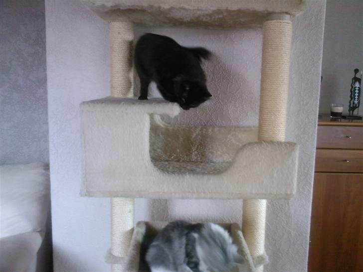 Blanding af racer Pjuske - hva ser vi efter??? billede 11