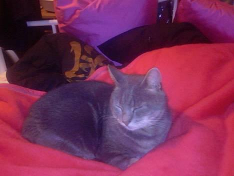 Huskat Ib - prinsesse????? billede 1