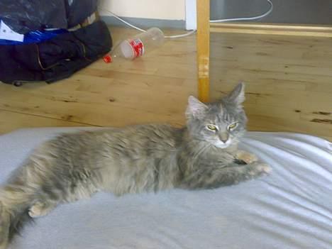 Maine Coon Pjevs billede 1