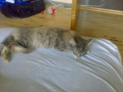 Maine Coon Pjevs billede 2