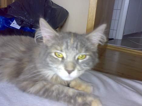 Maine Coon Pjevs billede 3