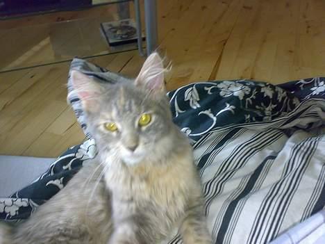Maine Coon Pjevs billede 4