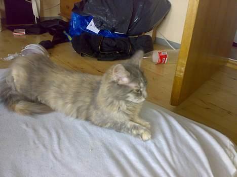 Maine Coon Pjevs billede 5