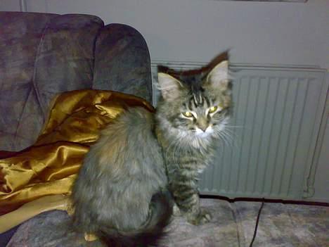 Maine Coon Conny billede 1