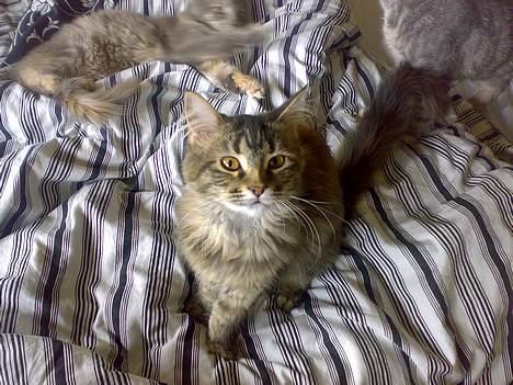Maine Coon Conny billede 2