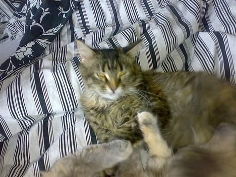 Maine Coon Conny billede 3