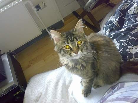Maine Coon Conny billede 4