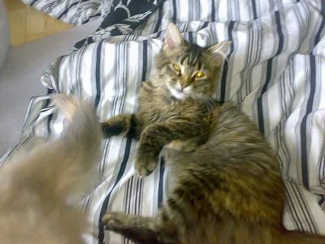 Maine Coon Conny billede 5