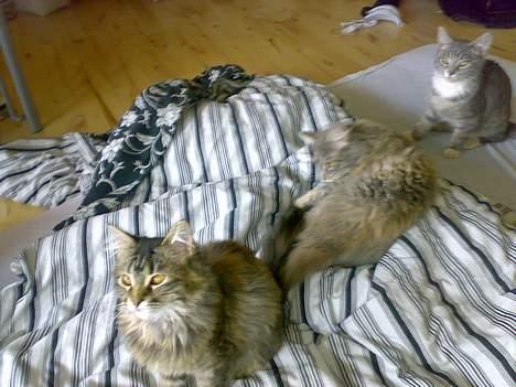 Maine Coon Conny billede 6