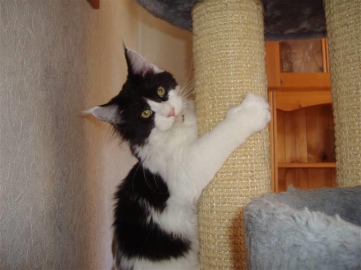 Maine Coon Løvehulen's Bandit billede 13