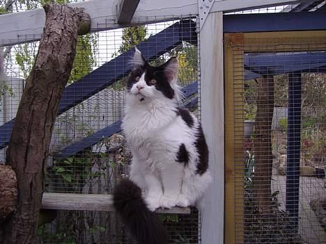 Maine Coon Løvehulen's Bandit billede 15
