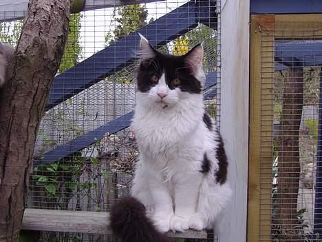 Maine Coon Løvehulen's Bandit billede 16